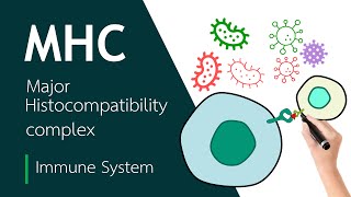 Major Histocompatibility Complex  Basic Science Series [upl. by Acissj]