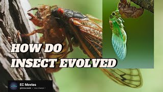 HOW DO INSECT EVOLVED [upl. by Etta]