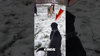 Kangal vs Cane Corso – Wer wird zwischen den beiden gewinnen 🤔 [upl. by Notsag]