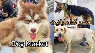 Dogs in Pakistan Market  Dog Market  Saddar Dog Market  Dog for Sale  Dog Breeds  61024 [upl. by Mihsah929]