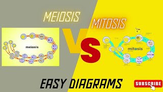 Mitosis vs Meiosis Side by Side Comparison [upl. by Leroj]