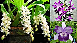 Promoção de dendrobium pholidota chinesis e Catleyas [upl. by Moises]