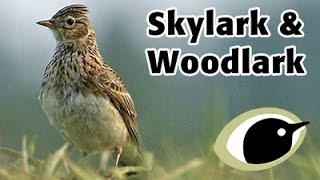 BTO Bird ID  Skylark amp Woodlark [upl. by Lemmie]