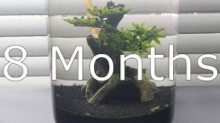 DIY Brine Shrimp Ecosphere 🦐 8 MONTH UPDATE [upl. by Ailil620]