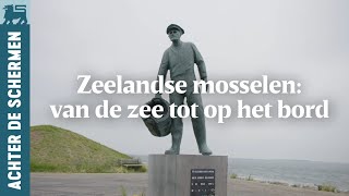 Zeelandse mosselen van de zee tot op het bord [upl. by Scarrow6]