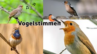 17 Vogelarten und ihr Gesang  17 bird species and their song 1 vogel [upl. by Yclek]