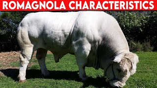 ⭕ Cattle Breeds ROMAGNOLA Characteristics ✅ Cattle ROMAGNOLA  Bulls ROMAGNOLA [upl. by Rehpoitsirhc]