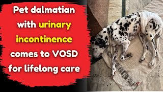 Pet dalmatian with urinary incontinence comes to VOSD for lifelong care [upl. by Eulalia531]