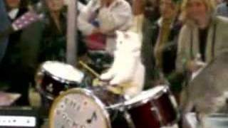 Amazing Acro Cats  The Rock Cats Band 2 [upl. by Clova429]