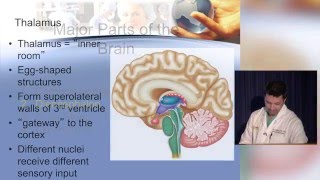 Neuroanatomy made ridiculously simple [upl. by Nahsar909]