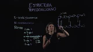 Estructura peptidoglicano [upl. by Kumar]