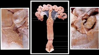 Female Reproductive System  Ovary and Oviduct  NDVSU  ANATOMY 1st Year Lecture [upl. by Ainsley624]