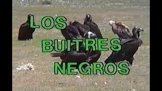 79 quotLOS BUITRES NEGROSquot [upl. by Esmerelda]