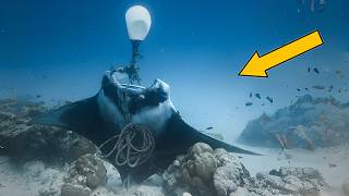 7 Casos Extremos de MANTARRAYAS GIGANTES Rescatadas por Buceadores 🤿 Rescate de Animales 32 [upl. by Eerrahs480]