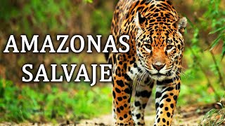 Amazonas Salvaje  La Cuna De La Vida Documental 2020 [upl. by Recha]