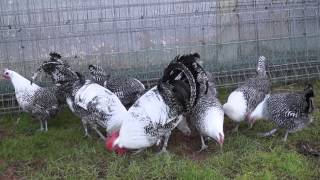 gallinas de raza brakek plata [upl. by Dehsar956]