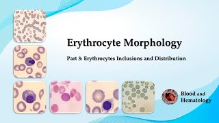 Erythrocyte morphology  part 3 Erythrocytes Inclusions and Distribution [upl. by Lou614]