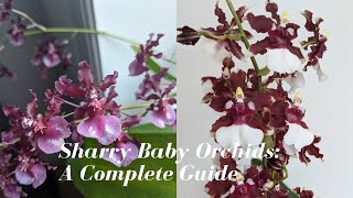 Oncidium Sharry Baby Orchids  The Chocolate Orchid 🍫 How do the Hybrids Differ A Complete Guide [upl. by Landri]