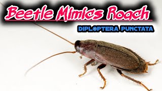 Beetle Mimic Roach Diploptera punctata [upl. by Meehyr]