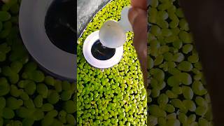 🔥New Fish Tank Setup with Guppy Fish experiment guppyvalarthal aquaculture fish fishfarming [upl. by Atsylak]