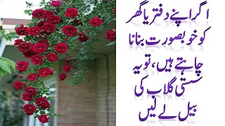 Rose Moss  Red climbing Rose in Pakistan  40  off  limited stock [upl. by Urbana]