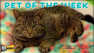 Meet Ruben The Dubois County Humane Society Pet of The Week [upl. by Snehpets]