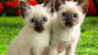 Animal Planet  Cats 101  Siamese [upl. by Ahsirt]