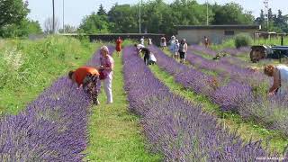 Farfalle in un campo di lavanda [upl. by Goldberg320]