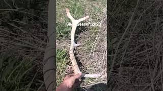 Elk shed hunting Montana [upl. by Vidda498]