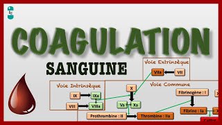 Coagulation Sanguine ou Hémostase et sa Cascade  voie intrinsèque extrinsèque commune [upl. by Etessil]