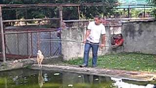 BIGGEST CROCODILE EVER NAME LAPULAPU [upl. by Luamaj]