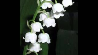 Lily of the Valley The Foresters Sister [upl. by Oicam]