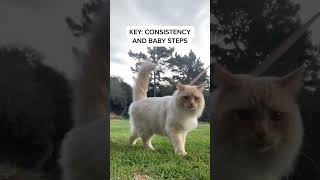 How to leash train your cat quick tutorial [upl. by Jb]