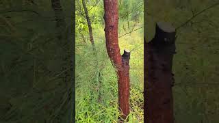 Sandalwood farming in our orchard sandalwood host nature ytshorts [upl. by Esnohpla]