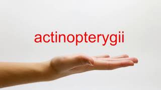 How to Pronounce actinopterygii  American English [upl. by Ahsai411]