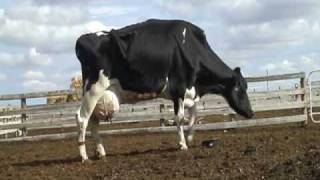 Emaciated laming cow with mastitis and teat cut off at auction [upl. by Gregory695]