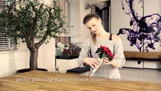 Home décor ideas A chairback design using mini poinsettias [upl. by Crocker]