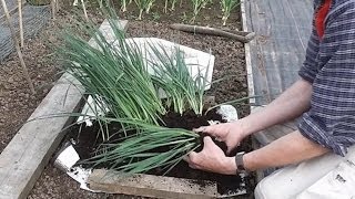 Allotment Diary  How to grow Leeks  Planting out [upl. by Lacy]