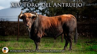 Toro Antruejo 2025 [upl. by Petula]