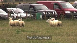 Jim Cropper amp Max  Day 2  International Sheep Dog Trial 2011 [upl. by Dworman]