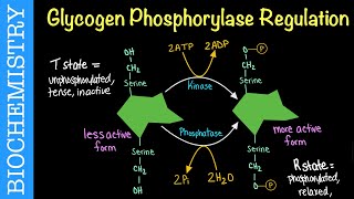 Glycogen Phosphorylase Regulation  Biochemistry [upl. by Lindgren751]