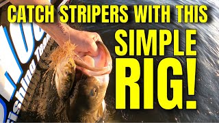 How to Catch Striped Bass Drifting with Live Bait Striper Fishing Rig is CRAZYSIMPLE [upl. by Amandy]