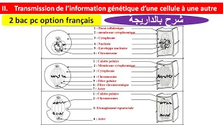 Transmission de linformation génétique dune cellule à une autre 2 bac pc biof شرح بالداريجة [upl. by Atalie]