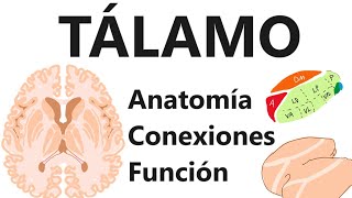 Neuroanatomía  Tálamo núcleos conexiones y funciones [upl. by Eslek]