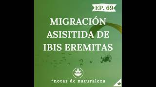 Migración asistida de ibis eremitas 69 [upl. by Airual625]