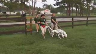 Dog Training  101 Dalmatians The Musical [upl. by Ellsworth]