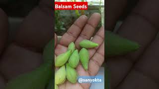 बालसम के बीज मेरे बालकनी गार्डन में  Balsam seeds collection balconygardening seeds [upl. by Mariano]