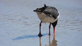 Pied Oystercatchers sifting the sand for food [upl. by Vanessa]