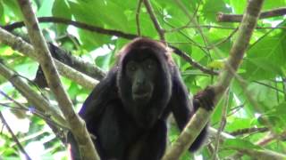 Redhanded Howler Monkey Alouatta belzebul  Linnaeus 1766 [upl. by Martres]