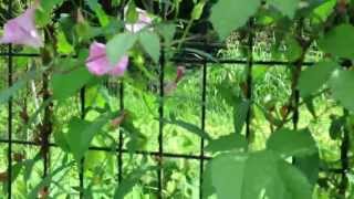 ピンクの昼顔（ヒルガオ）の花 Pink flowers of False bindweed Healing video [upl. by Aieka526]